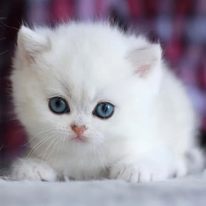 2025 Robot Dog Cat Puppy - Walks, Barks, Wags Tail - Acts like Real Pet Toy