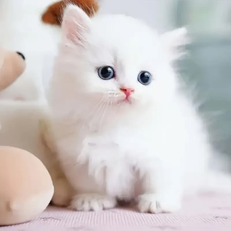 2025 Robot Dog Cat Puppy - Walks, Barks, Wags Tail - Acts like Real Pet Toy